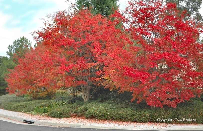 Wagon Wheel Real Estate Trabuco Canyon, California Home sales & leases